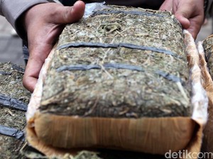 Polisi Gagalkan Peredaran 17 Kg Ganja di Madina, 1 Pelaku Ditangkap