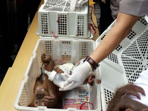 Polda Riau Gagalkan Penyelundupan 3 Orangutan