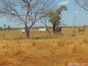 Menengok Luasnya Peternakan Sapi di Australia