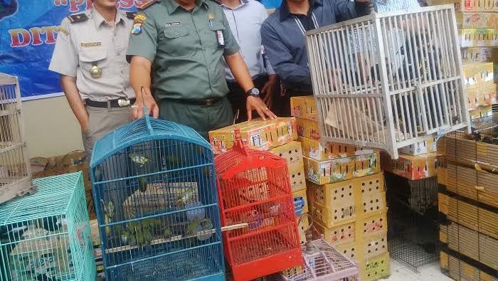 1 005 Ekor Burung Diamankan Dari Kapal Di Pelabuhan Tanjung Perak