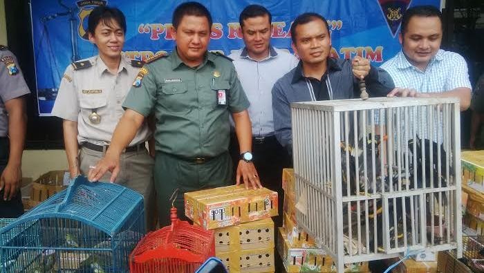 Status Burung yang Diamankan dari Kapal adalah Rentan