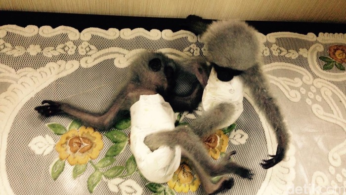 Lebih Dekat Tentang Owa Jawa Hewan Langka yang Diselundupkan Wanita Kuwait