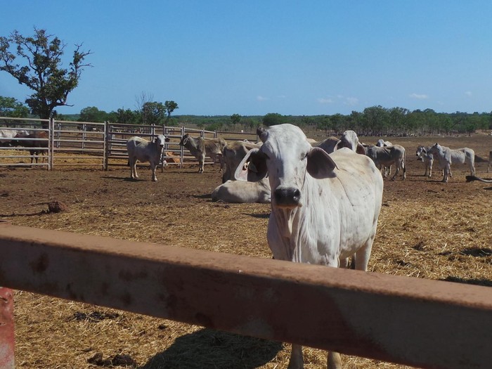 Sebelum Dikirim ke RI, Sapi-sapi Impor Australia Punya Tempat Khusus