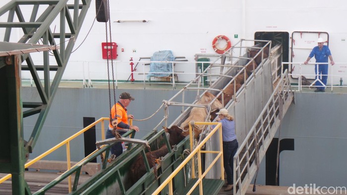 Di RI Bongkar Sapi di Pelabuhan 2,5 Hari, Australia Hanya 10 Jam