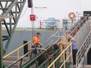 Di RI Bongkar Sapi di Pelabuhan 2,5 Hari, Australia Hanya 10 Jam