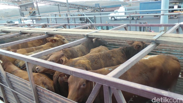 Kementan: Harga Sapi Bakalan Lebih Mahal Dibandingkan Sapi Siap Potong