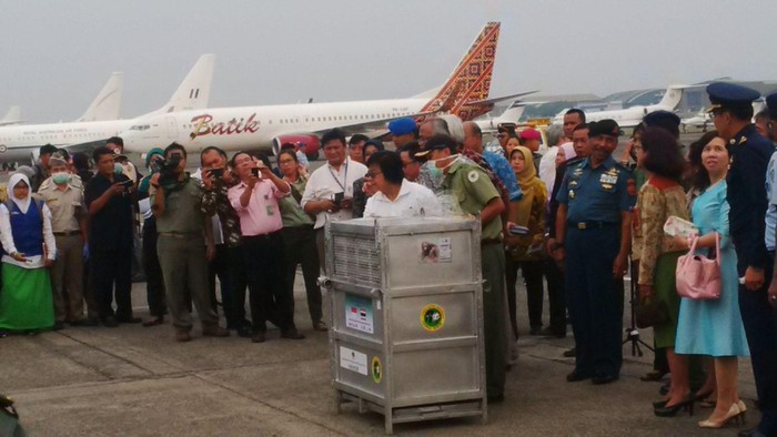 Indonesia Sambut Kepulangan 14 Ekor Orangutan Selundupan dari Thailand