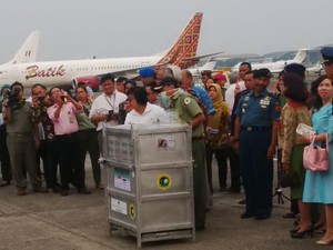 14 Orangutan Selundupan Telah Kembali, Menteri Siti: Ini Kekayaan Kita!