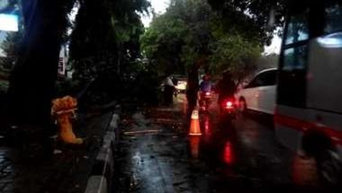 Hujan Deras Guyur Jakarta, Sejumlah Pohon Tumbang Timpa Kendaraan