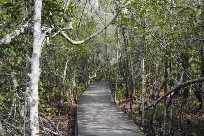 Cuma Bayar Rp 5 Ribu Bisa Nikmati Kerennya Tracking Mangrove di Karimunjawa