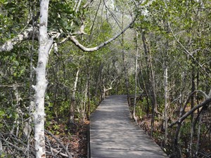 Cuma Bayar Rp 5 Ribu Bisa Nikmati Kerennya Tracking Mangrove di Karimunjawa