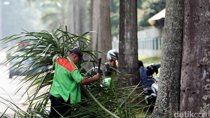 Musim hujan disertai angin kencang yang mengguyur wilayah Kota Jakarta beberapa hari ini, membuat sejumlah petugas dari PPK Gelora Bung Karno, Jakarta, Jumat (13/11/2015), melakukan penebangan ranting pohon. Petugas PPK Gelora Bung Karno, memangkas puluhan ranting pohon  yang tumbuh mencapai ketinggian hingga 10 meter lebih di pinggir jalan.
Tidak sedikit ranting-ranting dan daun kering pohon yang kondisinya saat ini membahayakan.