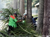 Pohon di Rumah Sudah Mati Atau Masih Hidup? Begini Cari Tahunya