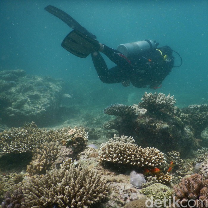 Gus Ipul Bocorkan Ada Penyelam Asing di Lamongan, Ini Respon Imigrasi