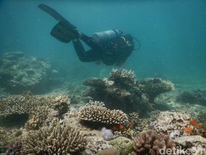 Susi Larang Bisnis Karang Laut untuk Akuarium