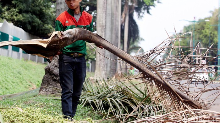 Musim hujan disertai angin kencang yang mengguyur wilayah Kota Jakarta beberapa hari ini, membuat sejumlah petugas dari PPK Gelora Bung Karno, Jakarta, Jumat (13/11/2015), melakukan penebangan ranting pohon. Petugas PPK Gelora Bung Karno, memangkas puluhan ranting pohon  yang tumbuh mencapai ketinggian hingga 10 meter lebih di pinggir jalan.
Tidak sedikit ranting-ranting dan daun kering pohon yang kondisinya saat ini membahayakan.