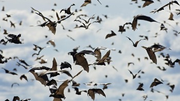 Di Perang Dunia II, Amerika memiliki rencana sangat aneh. Mereka mengembangkan Proyek Sinar-X yang melibatkan bom kelelawar. Tujuannya mengemas banyak kelelawar ke dalam sebuah bom kosong dan menjatuhkannya di atas Jepang. Saat bom terbuka, kelelawar akan terbangun dan menyebarkan kekacauan di atas target. Namun proyek itu akhirnya dibatalkan. Rencana itu digagas Dr. Lytle Adams. Dia mencetuskan ide itu saat menjelajahi gua. Terkagum melihat jutaan kelelawar terbang dari gua, dia berpikir mereka dapat menyebabkan kerusakan serius jika dilepas ke kota dengan bahan peledak. Biasanya pemerintah AS mengabaikan ide gila. Namun, Adams berteman dengan Eleanor Roosevelt. Rencananya dievaluasi Komite Pertahanan Riset Nasional, yang beralasan bahwa bom kelelawar bisa berhasil. Foto: AWF