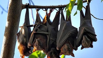 Bahkan saat mereka mati dalam kondisi menggantung, kelelawar tidak akan melepaskan cengkeramannya dan tetap menggantung sampai sesuatu terjadi atau ada yang melepaskannya.  Foto: Ilustrasi/John Skewes