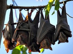 Fakta-fakta Luar Biasa tentang Kelelawar