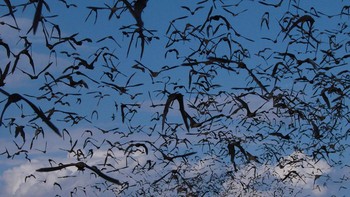 Sebagian besar spesies kelelawar, mereka tidur, bersosialisasi, kawin, bereproduksi, dan mati sambil menggantung secara terbalik. Foto: Ilustrasi/Steve Ritter/TNC