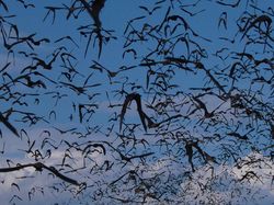 Fakta-fakta Luar Biasa tentang Kelelawar