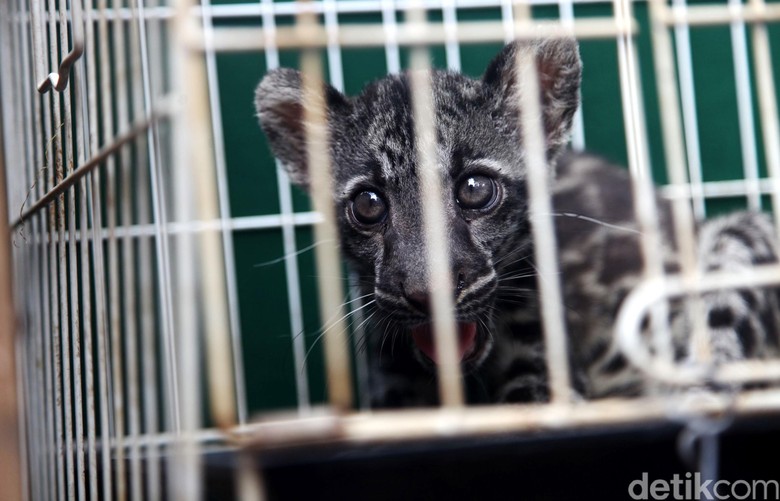 Misteri Macan Dahan Yang Mati Dikuliti Misteri Macan Dahan Yang Mati Dikuliti