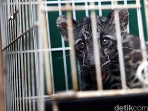 Foto Warga Kuliti Hewan Viral di Medsos