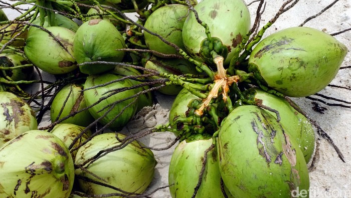 Buah kelapa muda berwarna hijau. dikhy sasra/ilustrasi/detikfoto