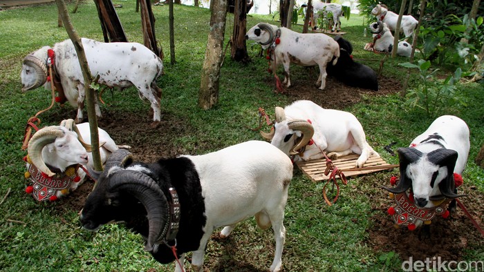 Domba garut merupakan domba lokal terbaik di Indonesia. Selain digunakan untuk seni ketangkasan, domba dengan penampakan gagah ini digunakan untuk kebutuhan pedaging. Daging domba ini sangat enak dengan kandungan lemak yang sedikit sehingga tidak heran kalau daging Domba Garut ini digunakan untuk masakan Sate Domba Afrika. dikhy sasra/ilustrasi/detikfoto