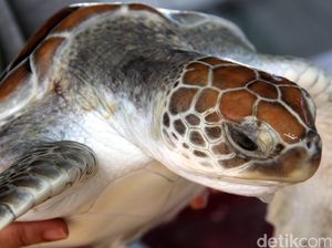 9 Orang Tewas Usai Makan Daging Penyu, Puluhan Dilarikan ke RS