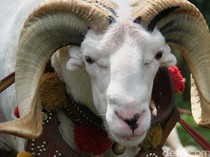 Cara Menghilangkan Bau Prengus Daging Kambing, Simak Tipsnya!