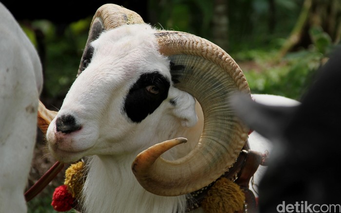 Domba garut merupakan domba lokal terbaik di Indonesia. Selain digunakan untuk seni ketangkasan, domba dengan penampakan gagah ini digunakan untuk kebutuhan pedaging. Daging domba ini sangat enak dengan kandungan lemak yang sedikit sehingga tidak heran kalau daging Domba Garut ini digunakan untuk masakan Sate Domba Afrika. dikhy sasra/ilustrasi/detikfoto