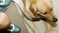Service Dog Gigit Penumpang dan Petugas, Langsung Dikarantina