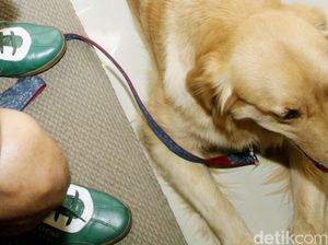 Service Dog Gigit Penumpang dan Petugas, Langsung Dikarantina