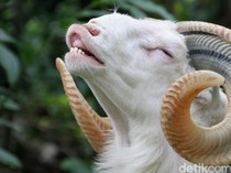Torpedo Kambing Bisa Dongkrak Libido? Yang Valid Sih Asam Urat