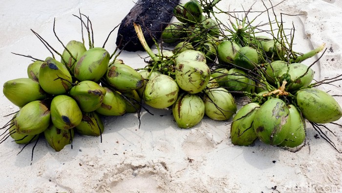 Buah kelapa muda berwarna hijau. dikhy sasra/ilustrasi/detikfoto
