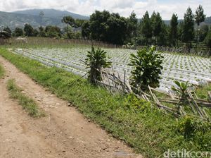 Menjemput Kesempatan dari Desa
