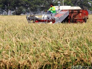 Sektor Pertanian Jadi Senjata RI Lawan Krisis