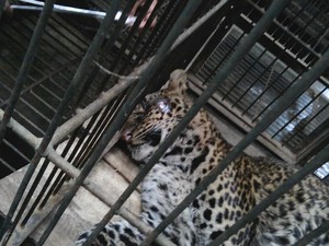 Macan Tutul yang Nyaris Mati di Gunung Sawal Ciamis Kini Buta