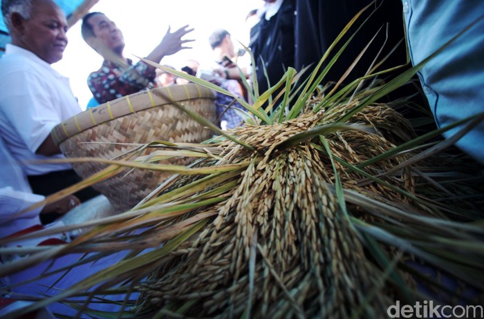 Pakar Nilai Investasi Pangan Swasta Beri Dampak Positif untuk Petani Pakar Nilai Investasi Pangan Swasta Beri Dampak Positif untuk Petani