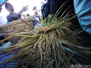 Sektor Pertanian Dongkrak Ekonomi RI Kuartal I-2017