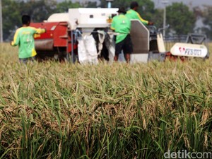 Mulai Panen Raya, Harga Beras di Cipinang Turun Jadi Rp 7.500/Kg