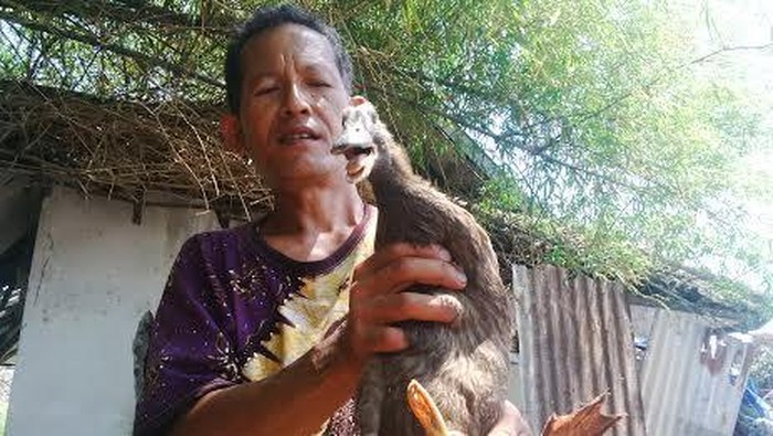 Inilah Bejo Bebek Yang Punya Tiga Kaki Inilah Bejo Bebek Yang Punya Tiga Kaki