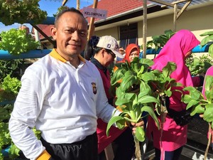 Sukses Kebun Sayur Hidroponik di Polda Kalbar