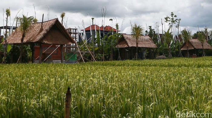 Hamparan sawah di daerah Bali. dikhy sasra/ilustrasi/detikfoto
