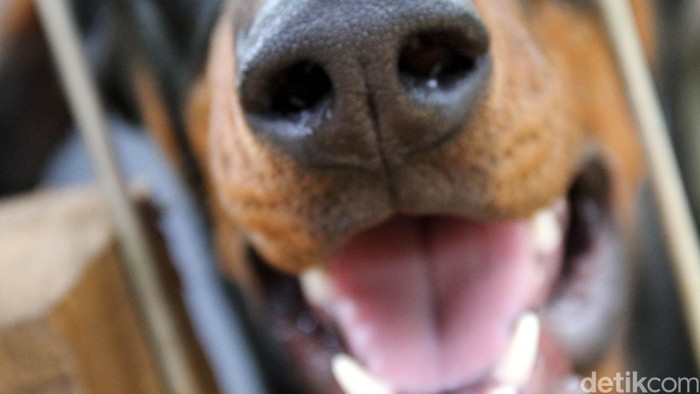 Awas anjing galak. dikhy sasra/ilustrasi/detikfoto