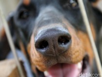 Anjing Gila Serang 6 Warga di Simalungun
