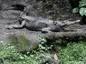 Ngeri! Pawang Digigit Buaya 4,5 Meter, Alami Luka Serius