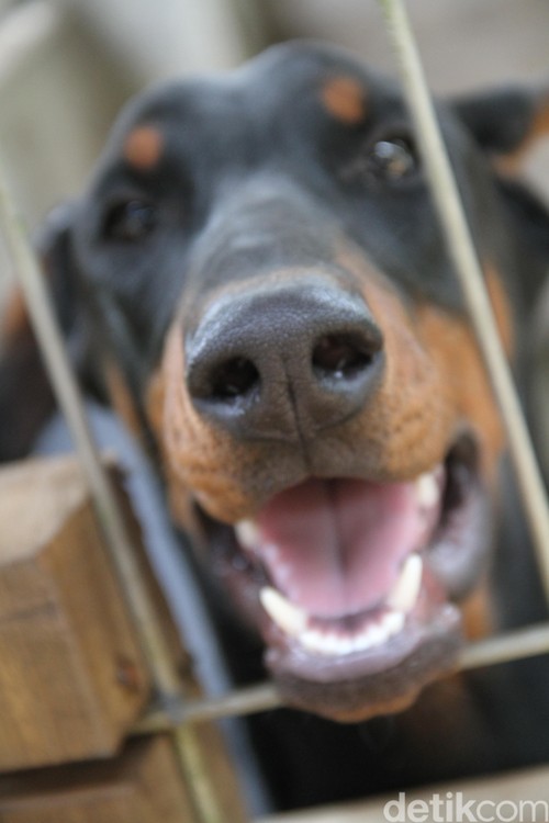 Awas anjing galak. dikhy sasra/ilustrasi/detikfoto