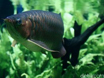 Kalender Jawa Selasa Pahing 20 Desember 2025: Waktunya Cari Ikan Loh